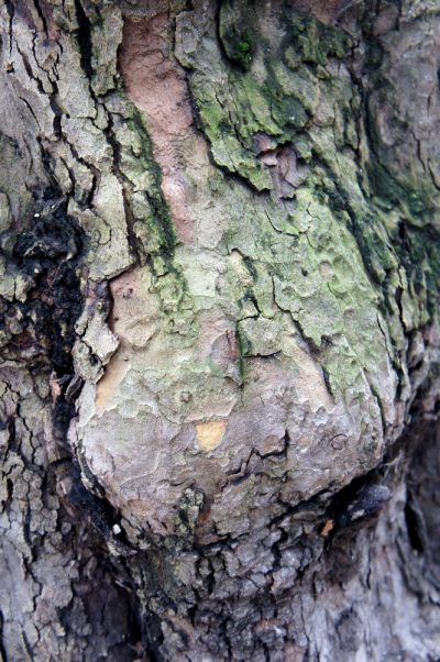 duftende Rinde
