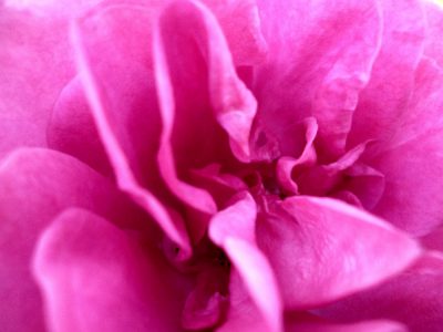 Fuchsia particularité