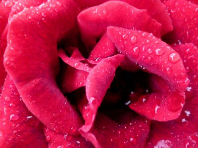 Rouge élégance veloutée
