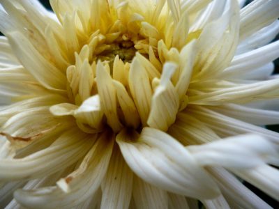 gelbe Dahlie