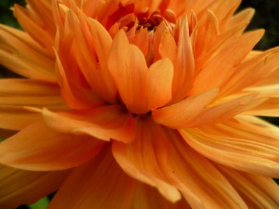 orangefarbene Dahlie