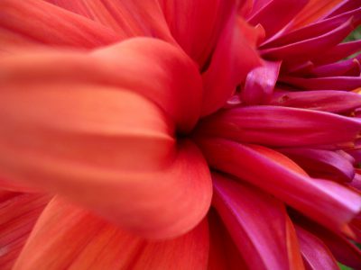 rote Dahlie