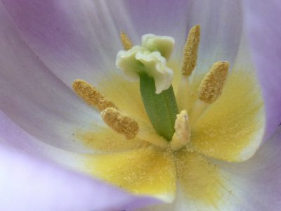 fliederfarbene Tulpe