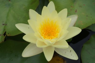 Nymphaea murillo