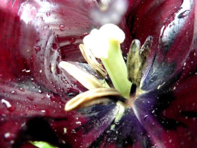 dunkellilafarbene Tulpe