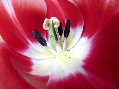 rot-weiße Tulpe