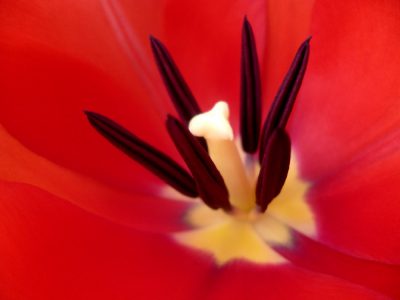 rote Tulpe