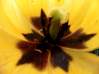 gelbe Tulpe