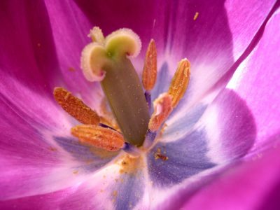 lilafarbene Tulpe
