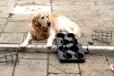 Assistant primavera