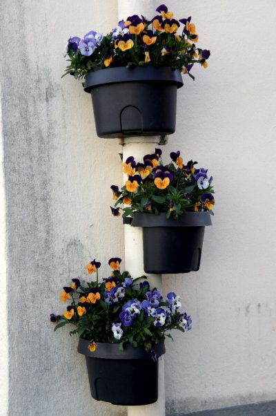 Frühlingszier