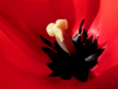 dunkelrote Tulpe