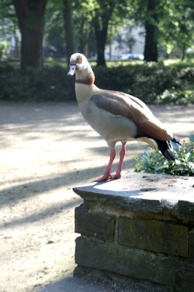Gans oben auf