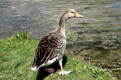 Graugans am See