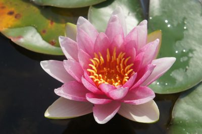 Perrys Pink Bicolor
