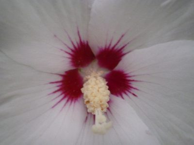 weißer Hibiscus