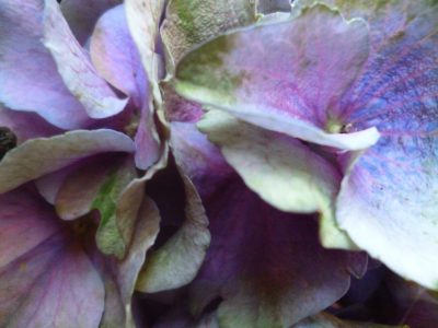 colorierte Hortensie