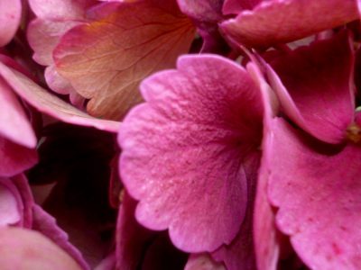 farbige Hortensie
