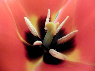 hummerfarbene Tulpe