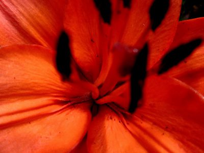 rotes Herz einer Lilie