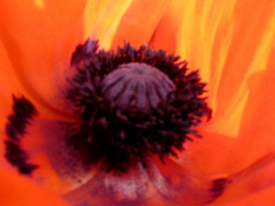 Mohn