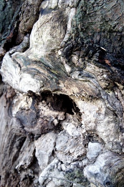 riechende Rinde