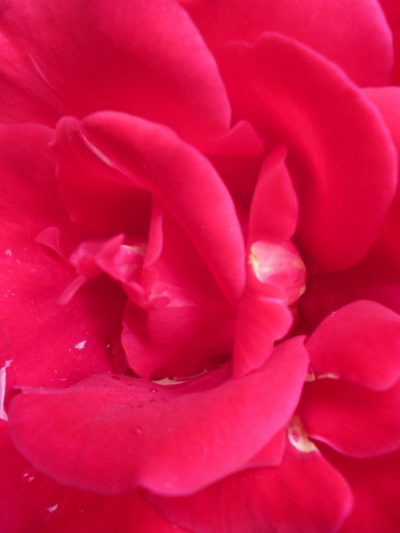 Pink Lady