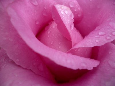 Fuchsia splendeur