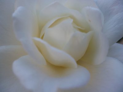 Rose pour le mariage