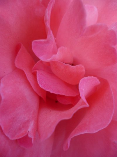 Retraite rose