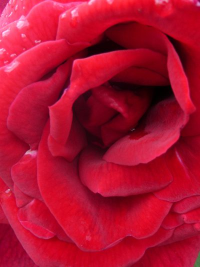 Fleur de rêve