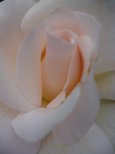 Blanc innocent