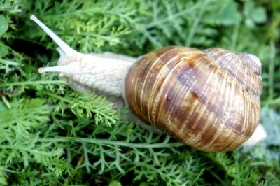 SCHNECKCHEN