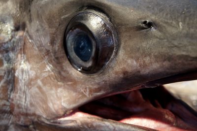 Grido di pesce spada