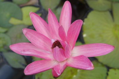 Nymphaea stellata