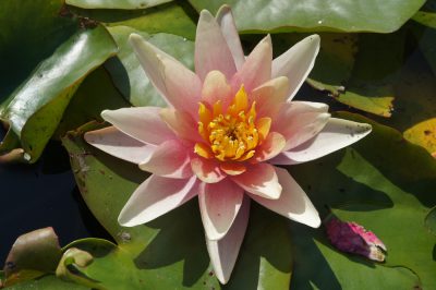 Nymphaea hybride