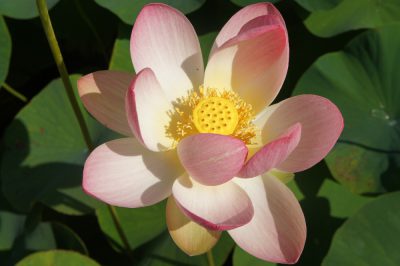 Nelumbo nucifera
