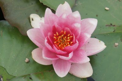 Nymphaea gloriosa