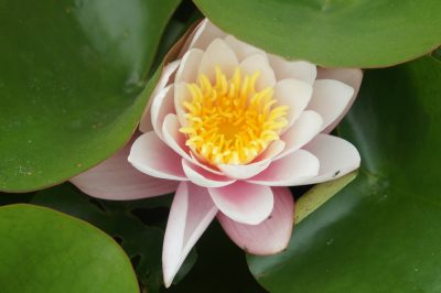 Nymphaea candidissima