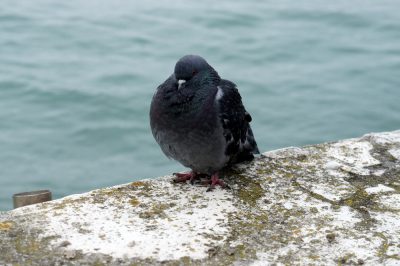 Piccione congelante