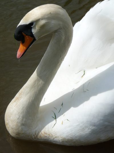 Stolzer Schwan