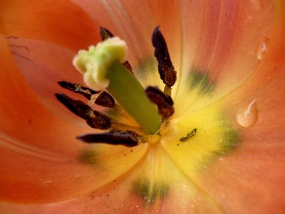 orangefarbene Tulpe
