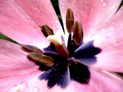 rosafarbene Tulpe