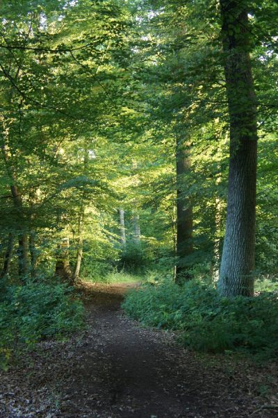 LÄNGS