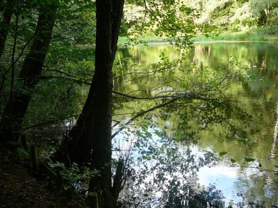 Der Waldsee