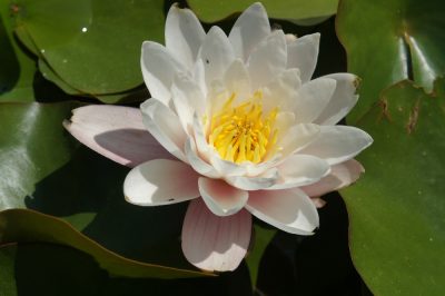Nymphaeaceae