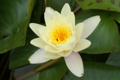Nymphaea alba