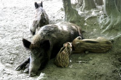Siesta
