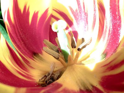 gelb-rote Tulpe